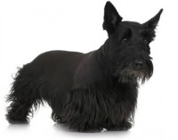 TERRIER ESCOCES